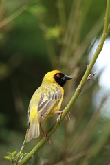 Southern male masked weaver perched on a tree branch.