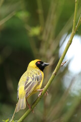 Southern male masked weaver perched on a tree branch.