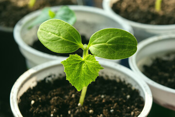 Young green plants in spring. seedling of small cucumber in greenhouse.
