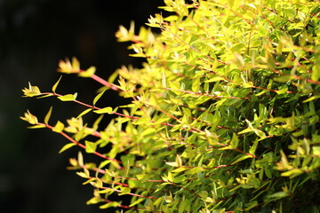 Yellow coloured brush leaves.