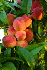 harvest of peaches. harvest of peaches.