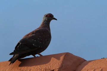 Speckled pigeon perched on a roof.