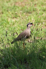 Crowned plover standing in the grass.