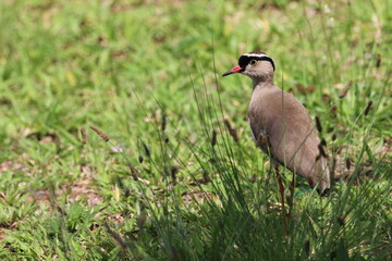Crowned plover standing in the grass.