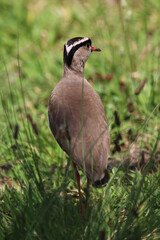 Crowned plover standing in the grass.