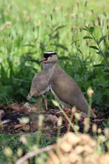 Crowned plover chick standing in the grass.