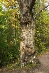 Vakkosalmi park in Sortavala (Serdobol). Republic of Karelia. Russia