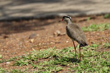 Crowned plover standing in the grass.