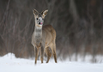 Roe deer female ( Capreolus capreolus )