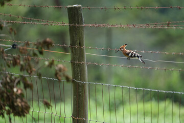 Hoopoe sitting on barbwire fence in the park