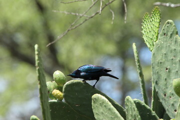 Starling perched on prickly pear leaf.