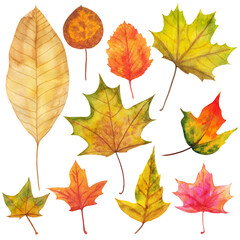 Naklejka na ściany i meble Autumn leaves painted by watercolor