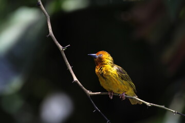 Male Cape weaver perched on a tree branch.