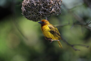 Male Cape weaver perched on a tree branch.