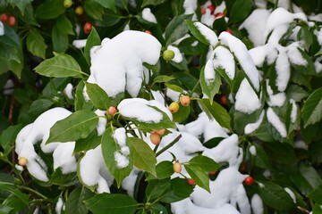 Branches with berries of Aucuba japonica or Spotted Laurel, cowered with snow, in the garden....