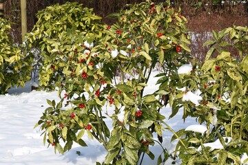 Branches with berries of Aucuba japonica or Spotted Laurel, cowered with snow, in the garden....