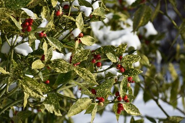 Branches with berries of Aucuba japonica or Spotted Laurel, cowered with snow, in the garden....