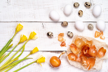 Easter eggs painted with natural dye, onion husk on a white wooden background and yellow spring flowers Narcis