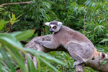 lemur on tree