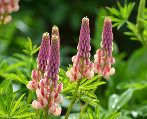 Lupine blooms in the spring garden