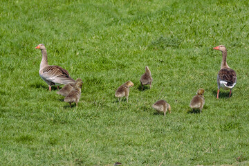 Greylag goose, Anser anser, family with goslings on a green field, near Rotterdam in The Netherlands