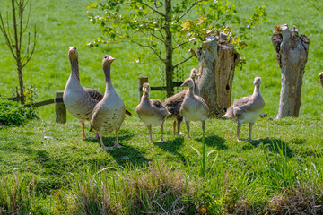 Greylag goose, Anser anser, family with goslings on a green field with pollard willows in the background in an agricultural area close to Rotterdam, the Netherlands - obrazy, fototapety, plakaty
