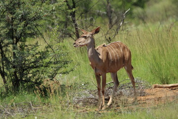 Kudu standing in the grass.