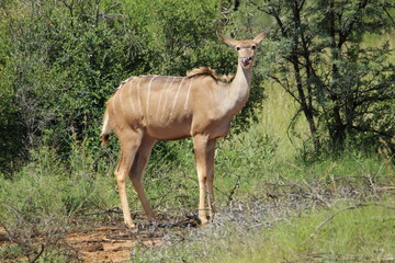 Naklejka premium Kudu standing in the grass.