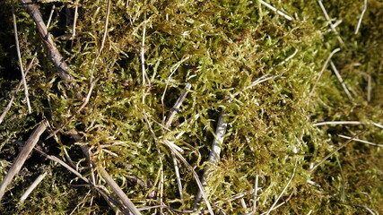 grass in the morning