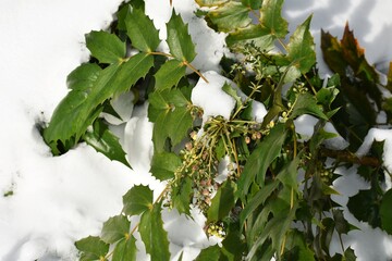 Flowering plant of Mahonia x media or Mahonia japonica buckland, cowered with snow, in the garden....