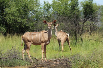 Naklejka na ściany i meble Kudu standing in the grass.