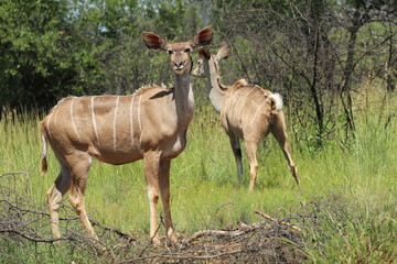 Obraz na płótnie Canvas Kudu standing in the grass.