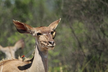 Obraz premium Kudu standing in the grass.