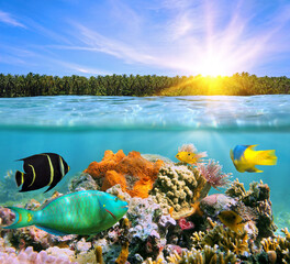 Colorful marine life and tropical coast