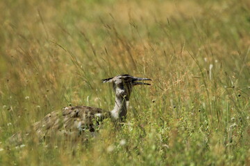 Kori bustard walking in the grass.