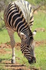 Zebra standing on the ground.