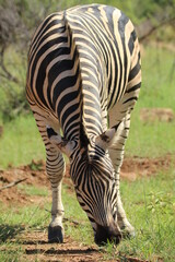 Zebra standing on the ground.
