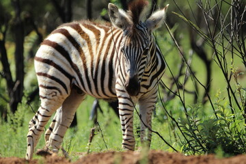 Zebra standing on the ground.