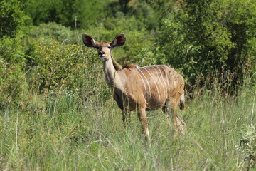 Kudu standing in the grass.