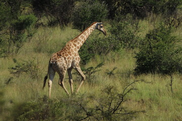 Giraffe walking in the grass.