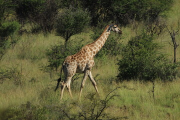 Giraffe walking in the grass.