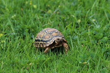 Small tortoise feeding on grass.