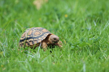 Small tortoise feeding on grass.