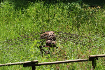 Dragon fly steel object.