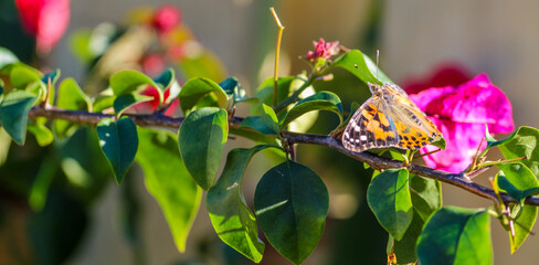 butterfly on flower