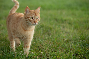 Wild red cat about to hunt prey in a fresh green grass lawn