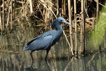 Black heron hunting in the water.