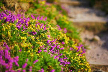 Purple heather meadows on Cape d'Erquy, Brittany, France