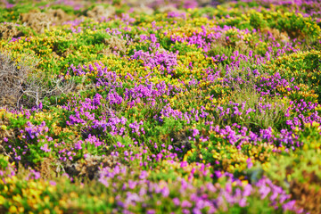 Purple heather meadows on Cape d'Erquy, Brittany, France - obrazy, fototapety, plakaty