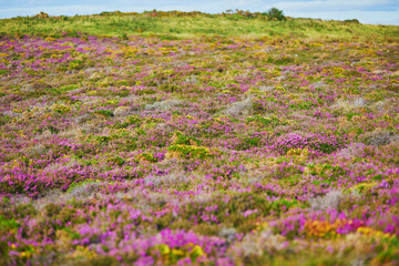 Scenic view of heather meadows on Cape d'Erquy, one of the most popular tourist destinations in Brittany, France